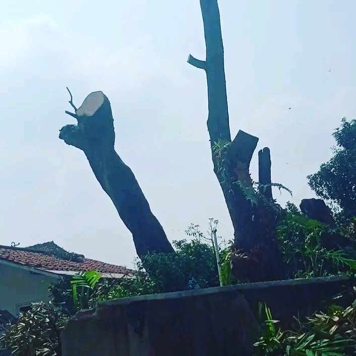 Jasa Tebang Pohon Cirebon 085189748826