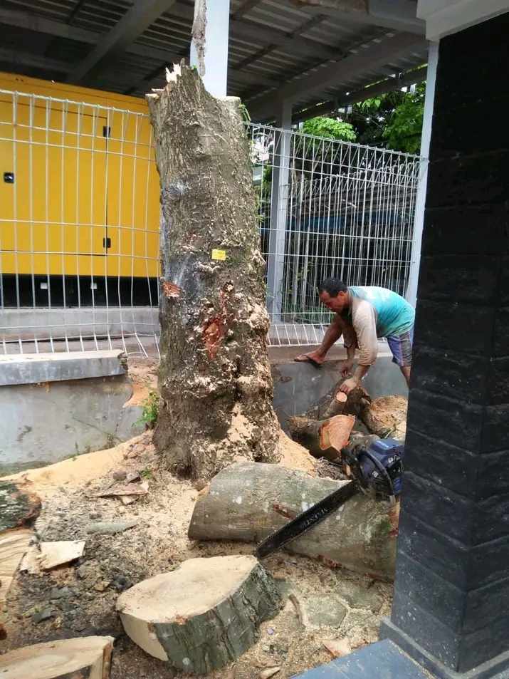 Jasa Tebang Pohon Cirebon 085189748826
